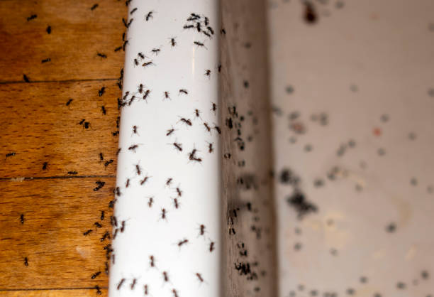 Best Affordable Pest Control Services  in Auburn, KY